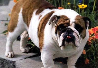 世上最罕见的狗品种图片,全世界狗品种视频