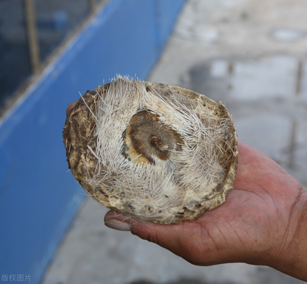 正宗中医医用麝香,中医药知识宣传资料