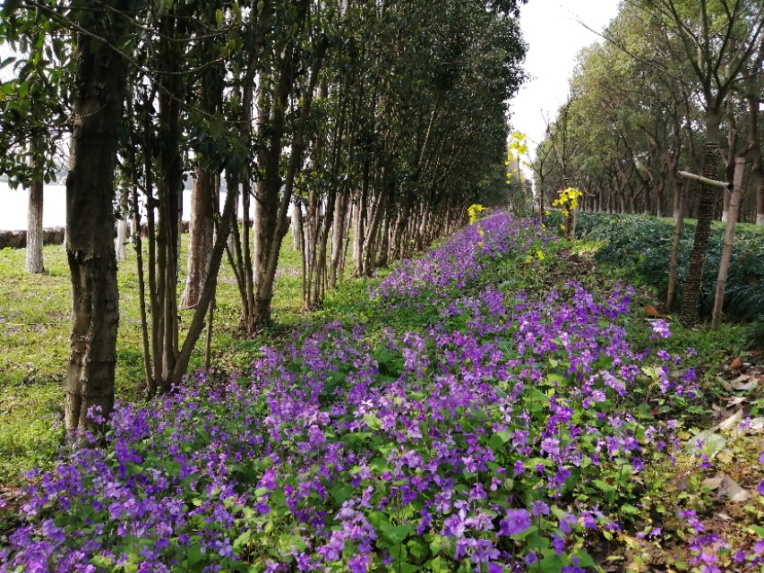 上海的农村民风淳朴，商品放在路边，没有老板，自己扫码拿了就走