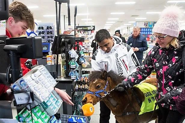 导盲马寿命有多长,导盲马可以看多远