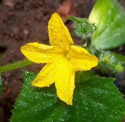 丝瓜黄瓜苦瓜哪种爬藤最茂盛,黄瓜南瓜丝瓜的花多半都不会结果