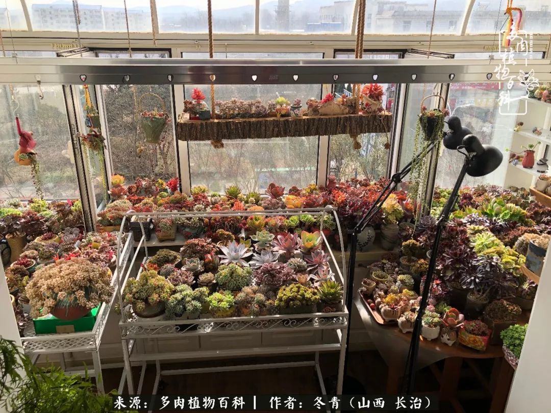 新手养的多肉怎么管理好看,阳台养多肉正确方法