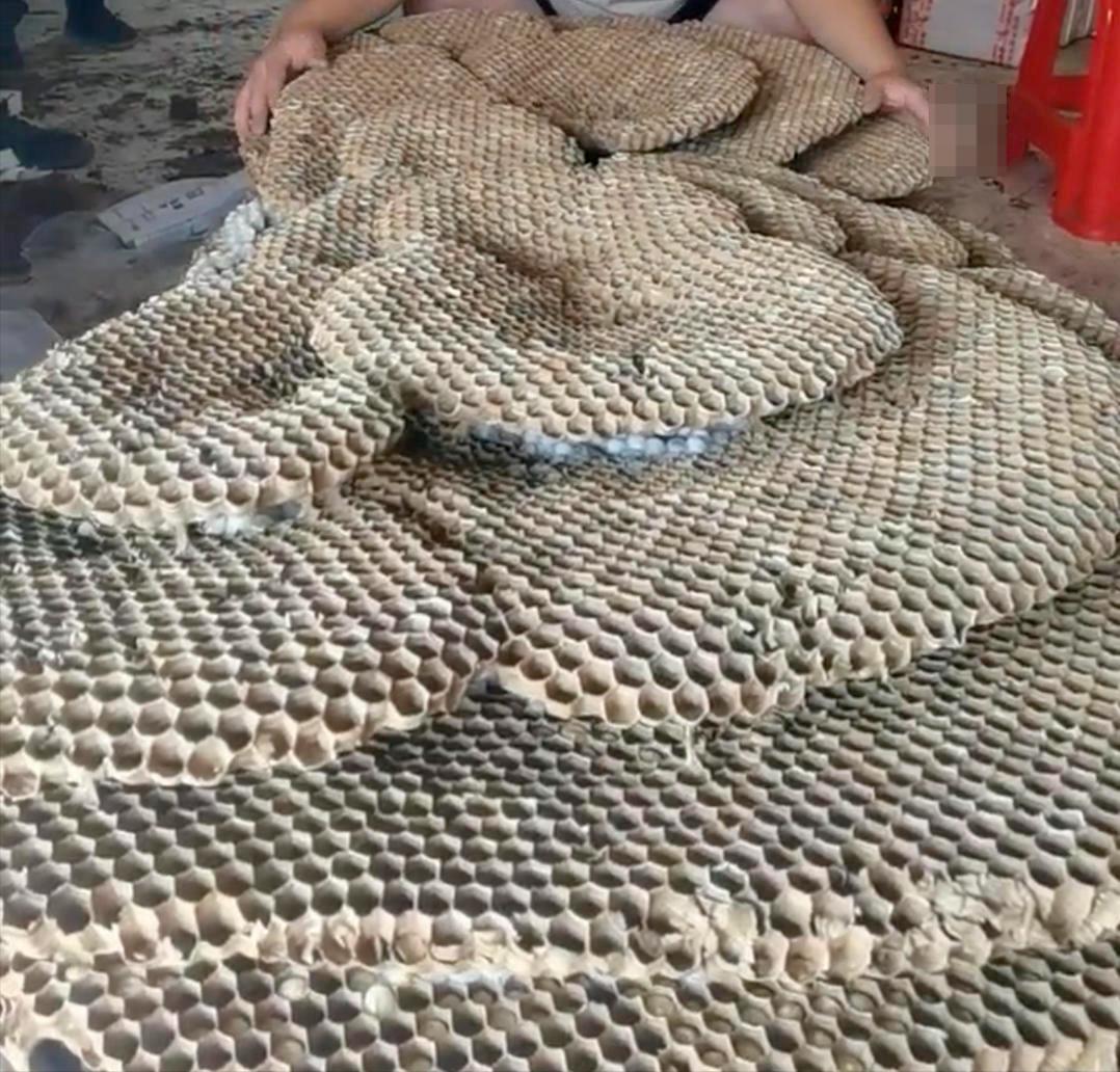 罕见！四川一男子收获2.4米196斤红娘大黑蜂蜂窝，它究竟有多毒？