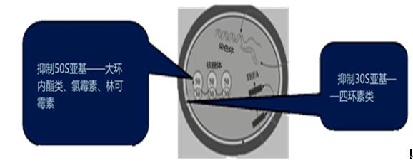 抗菌药物，大环内酯类抗菌药物