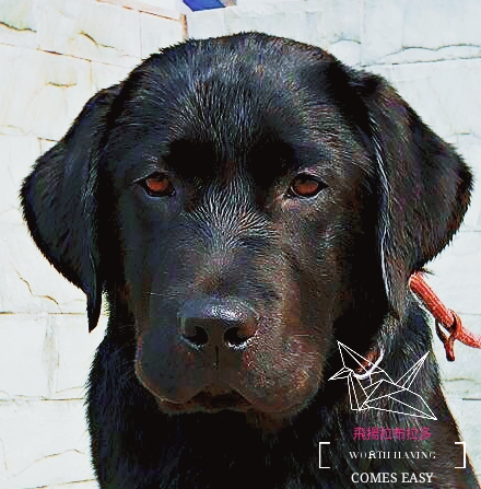 英系与美系金毛和拉布拉多,拉布拉多分为美系和德系英系