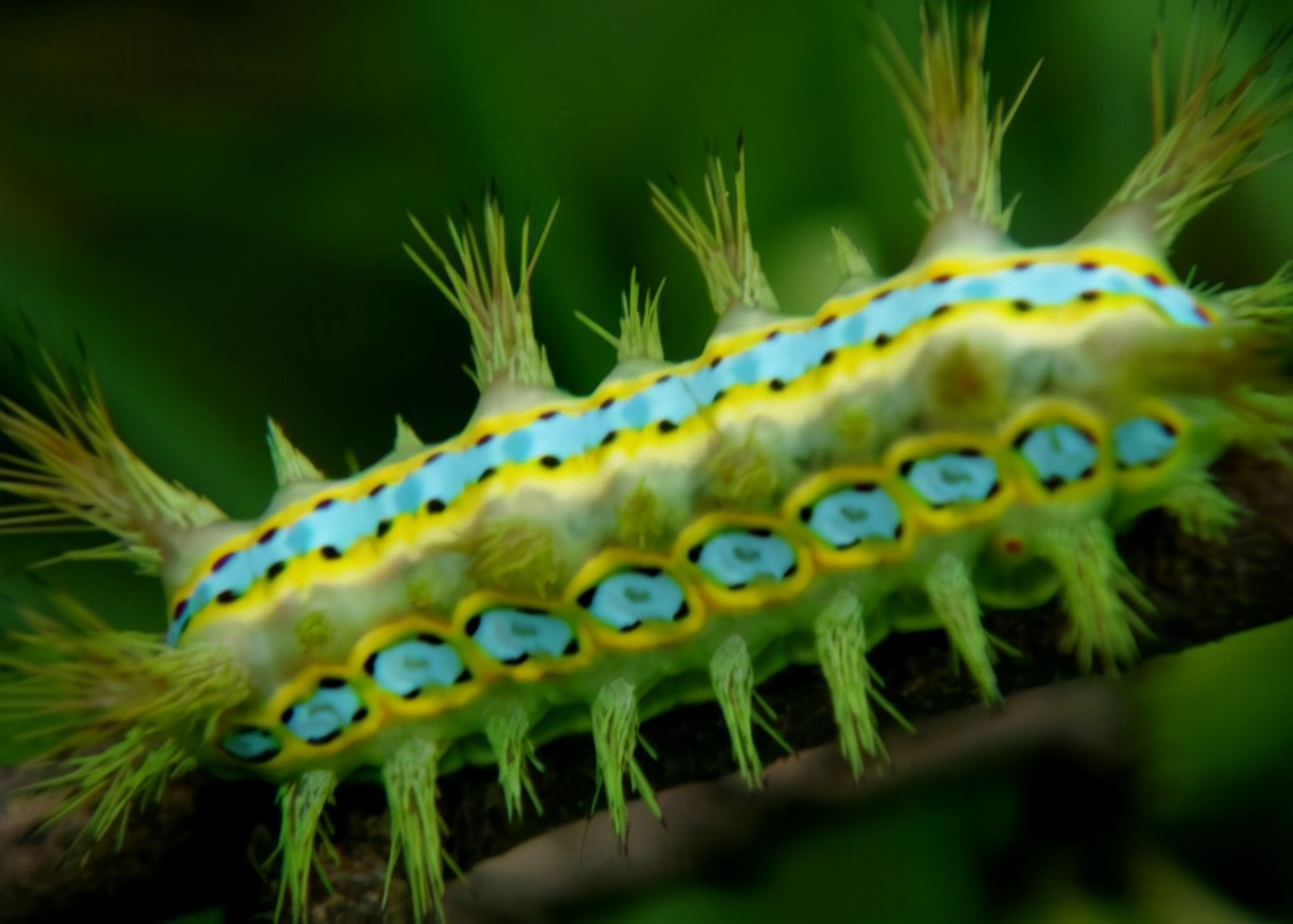 毛辣子蜇了人怎么处理,毛辣子蜇人全过程