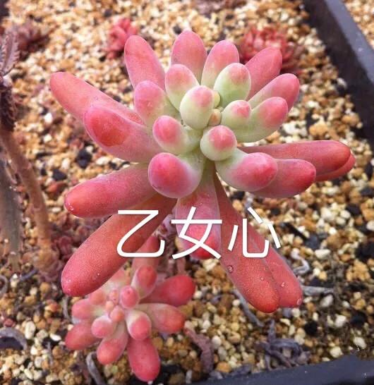 长寿花属多肉类植物,多肉类植物有哪些