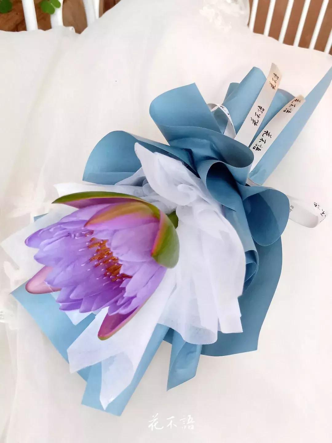 睡莲9月的养护,睡莲的养护方法文字