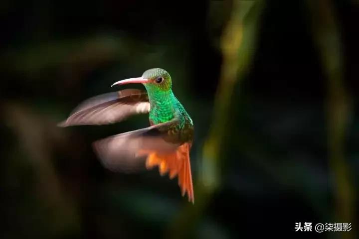 各种对焦模式的适用范围,聚焦区域和自动对焦模式的选择