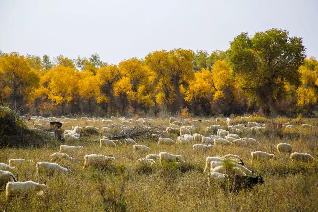 新疆的北疆和南疆哪个更美,北疆新疆之美