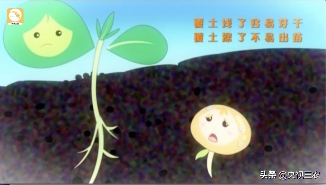 奶牛不孕症最佳治疗方法,奶牛受胎率低什么原因