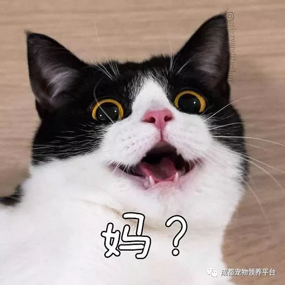 谁说土猫无名猫？快来围观古代猫谱，你家有没有镇宅神兽！