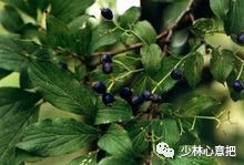 中药药材大全及功效,补肾中药大全及功效