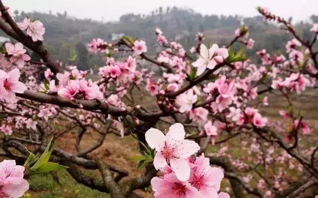 女人一般在多少岁绝经算正常的,女人一般多少岁绝经才算正常