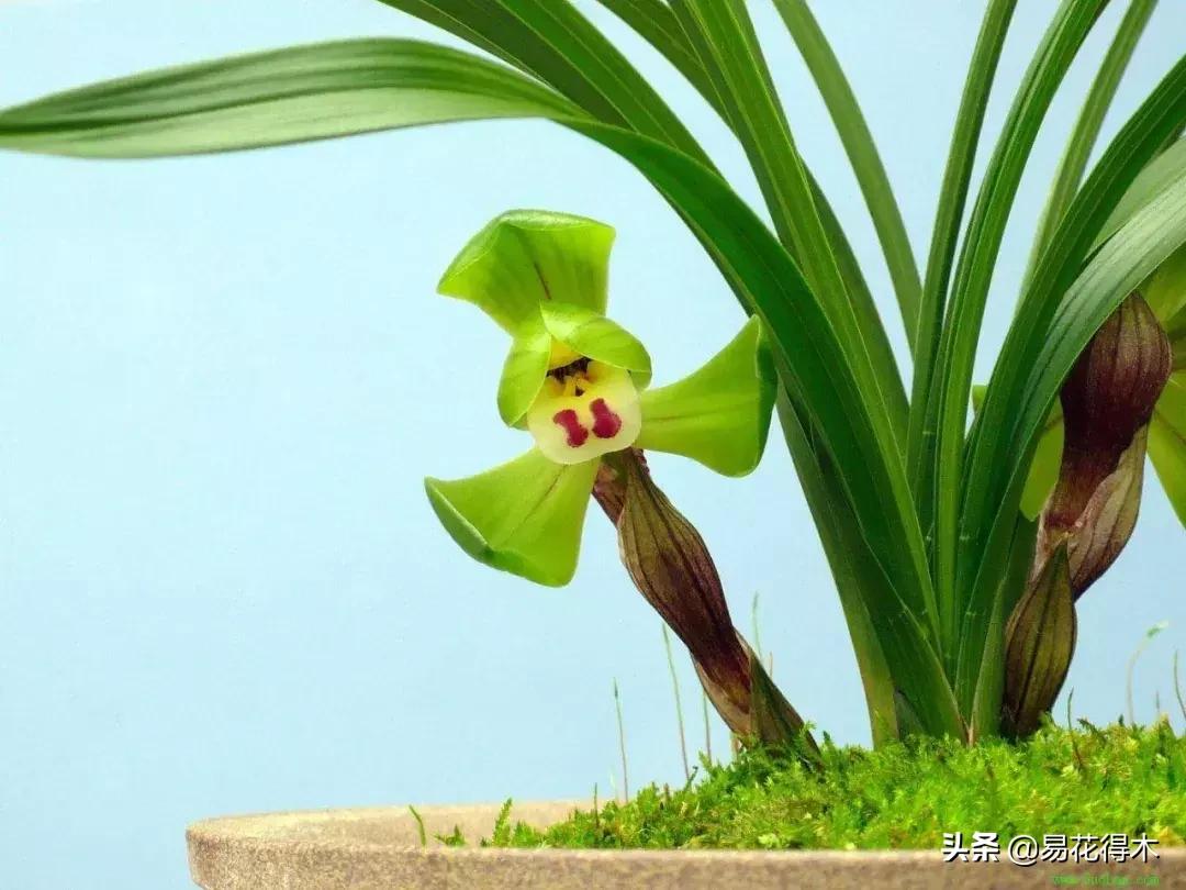 春兰大富贵春剑大富贵区别,春兰大富贵vs春剑大富贵