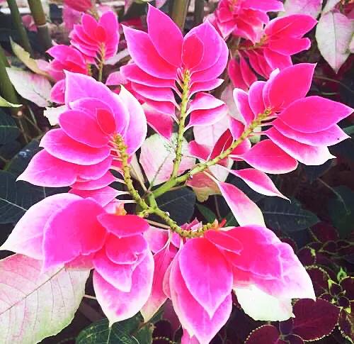 花大色艳的花卉,中国红花花卉大全