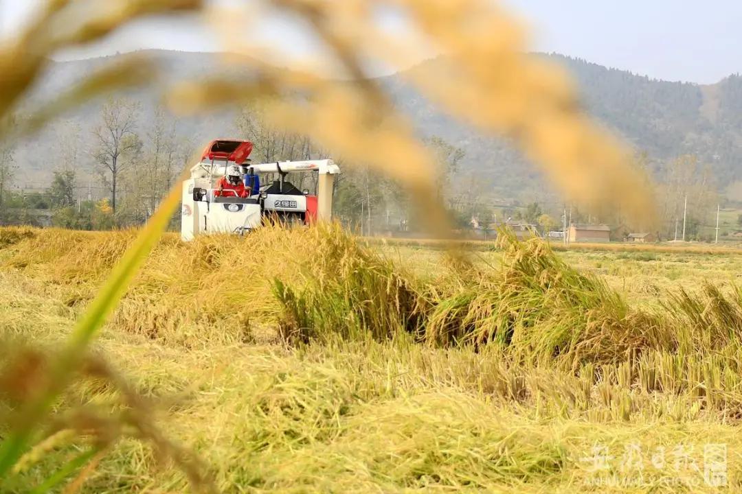 宿州秋色最浓的地方,宿州冬日游玩景点有哪些