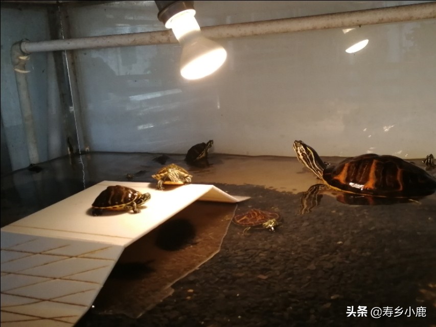 黄喉拟水龟苗子怎么养,黄喉拟水龟应该怎么放生