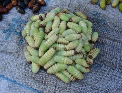 小米起虫如何处理,小米里长小黑虫怎么办