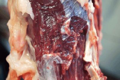 正宗潮汕牛肉丸纯手工第一名,正宗潮汕手打牛肉丸全过程直播