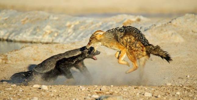 平头哥天敌蜜獾是什么,平头哥蜜獾的4大天敌