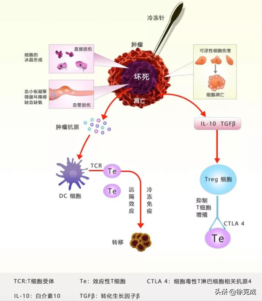 癌症的治疗与预防讲座的心得体会,癌症治疗的最终走向