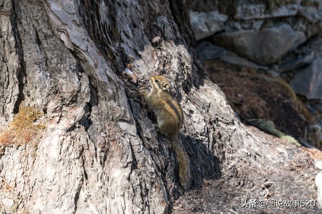 4500米稻城亚丁徒步多少小时,稻城亚丁四千多米海拔爬山四小时