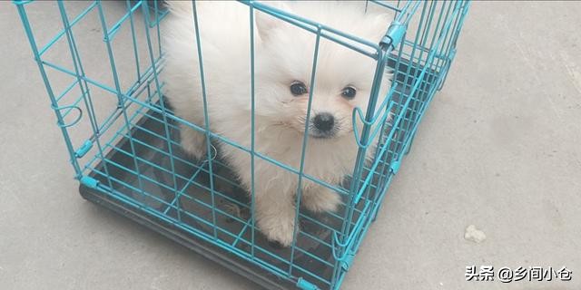 开封狗品种大全,开封狗市是中国最大的吗