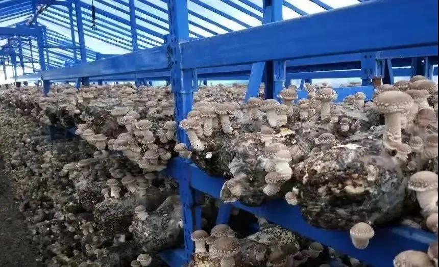 快板脱贫致富奔小康,袁英民快板最新消息