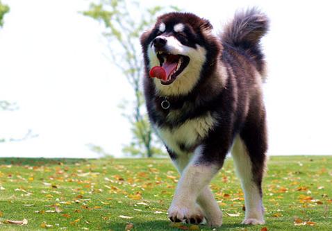 阿拉斯加犬有皮屑怎么办,阿拉斯加犬有棕色吗