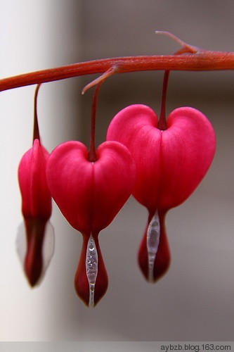 最好记的花名大全,很难得一见的花