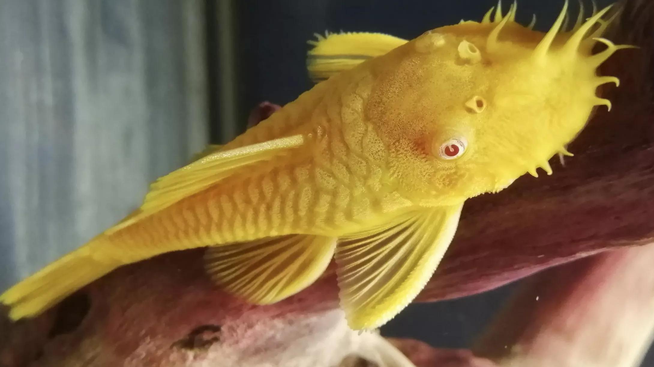 清道夫鱼是垃圾鱼吗,清道夫讨厌什么东西