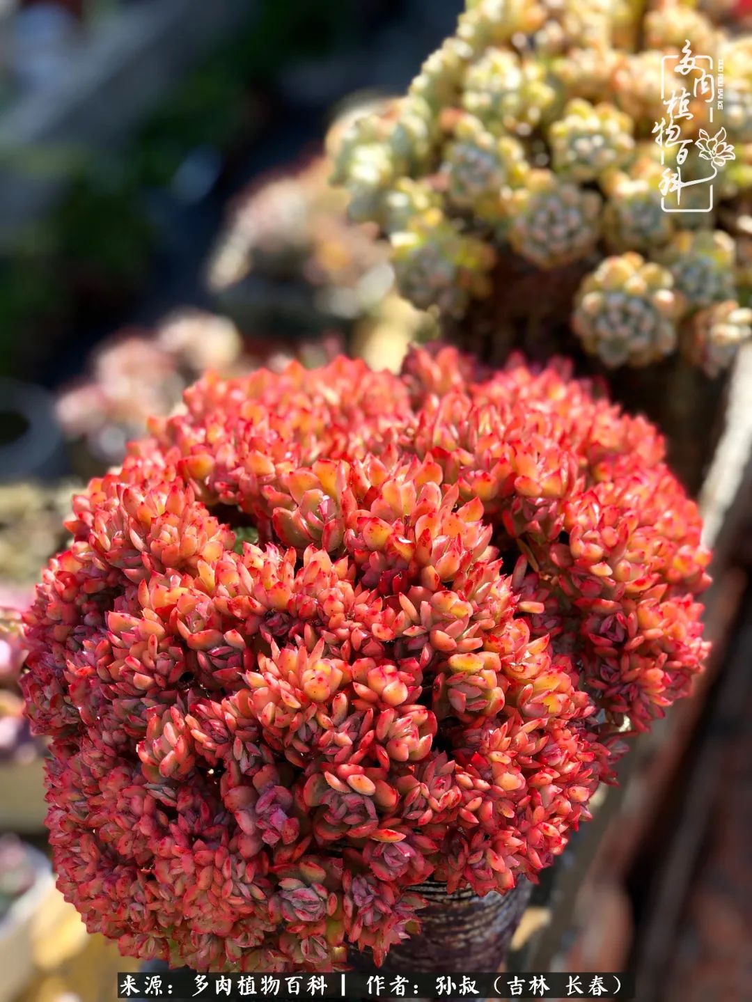 与多肉一起成长,与多肉相伴