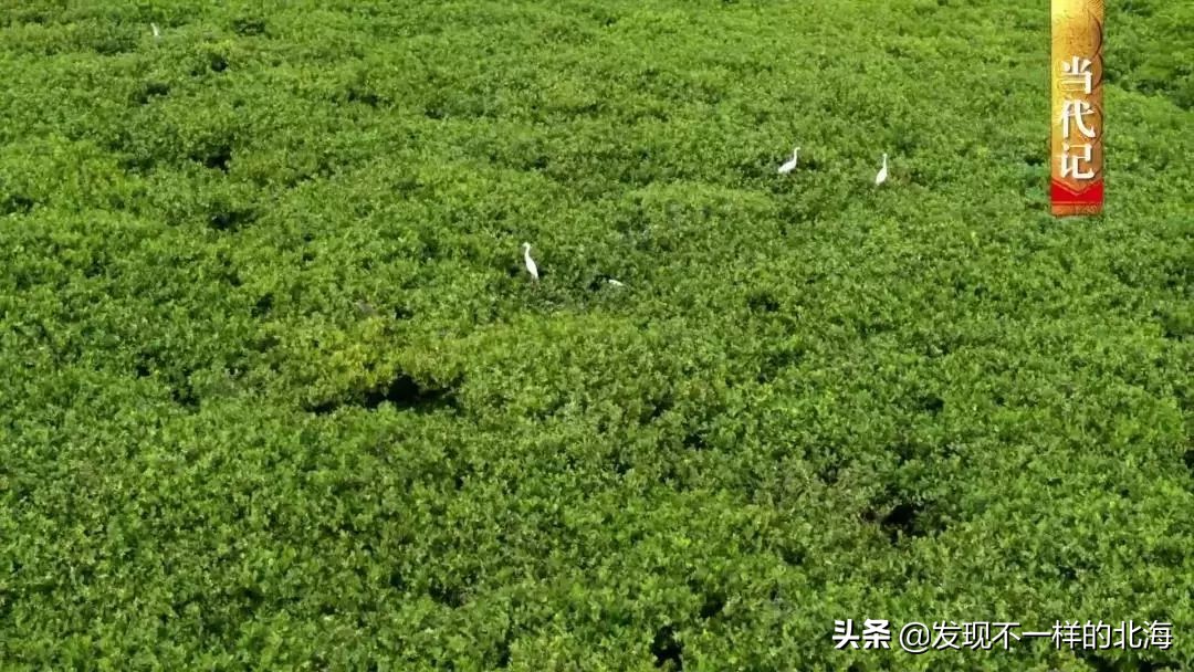 广西合浦是怎么样的？央视是这样全方位介绍这美丽的珠乡的