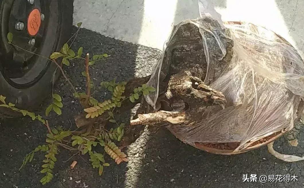 清香木黄叶掉叶可以施硫酸亚铁吗,清香木盆栽叶子枯萎了怎么解决