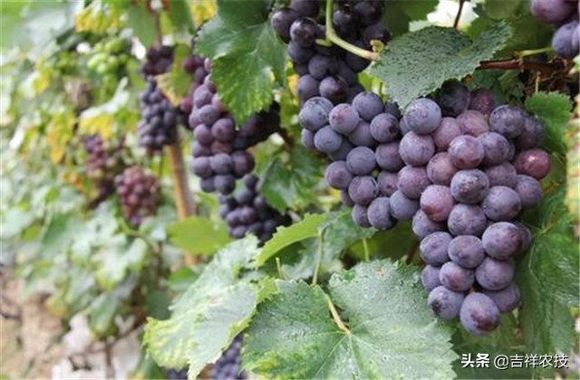 巨峰葡萄种植技术和管理,巨峰葡萄栽培技术全过程