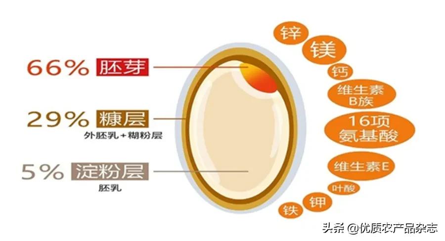 胚芽米为何成了“网红米”？北纬45°的寒地胚芽米竟然越凉越好吃
