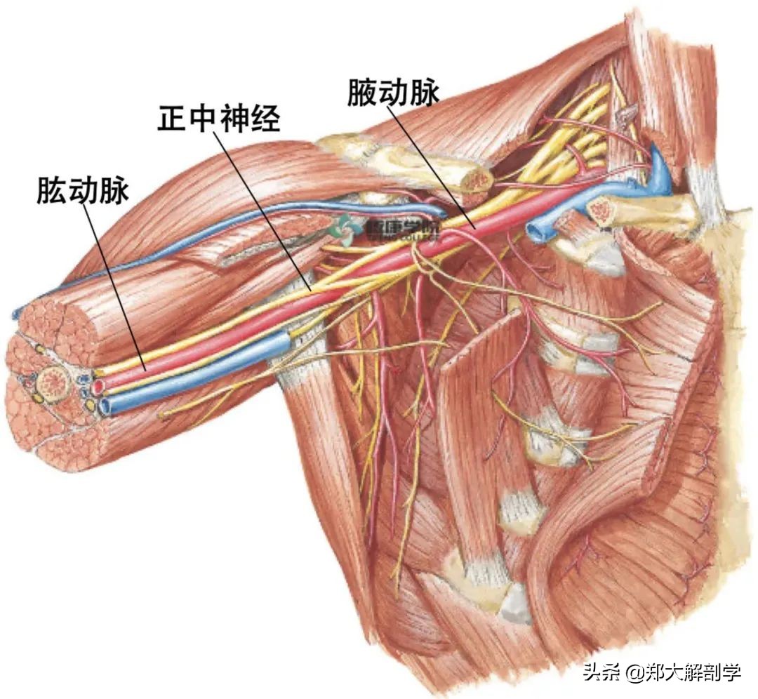 手腕正中神经卡压怎样治疗,腕管正中神经卡压怎么按摩