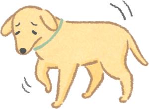 养狗10年才知道狗狗的3种居家检查,养狗的10大疾病解决方法