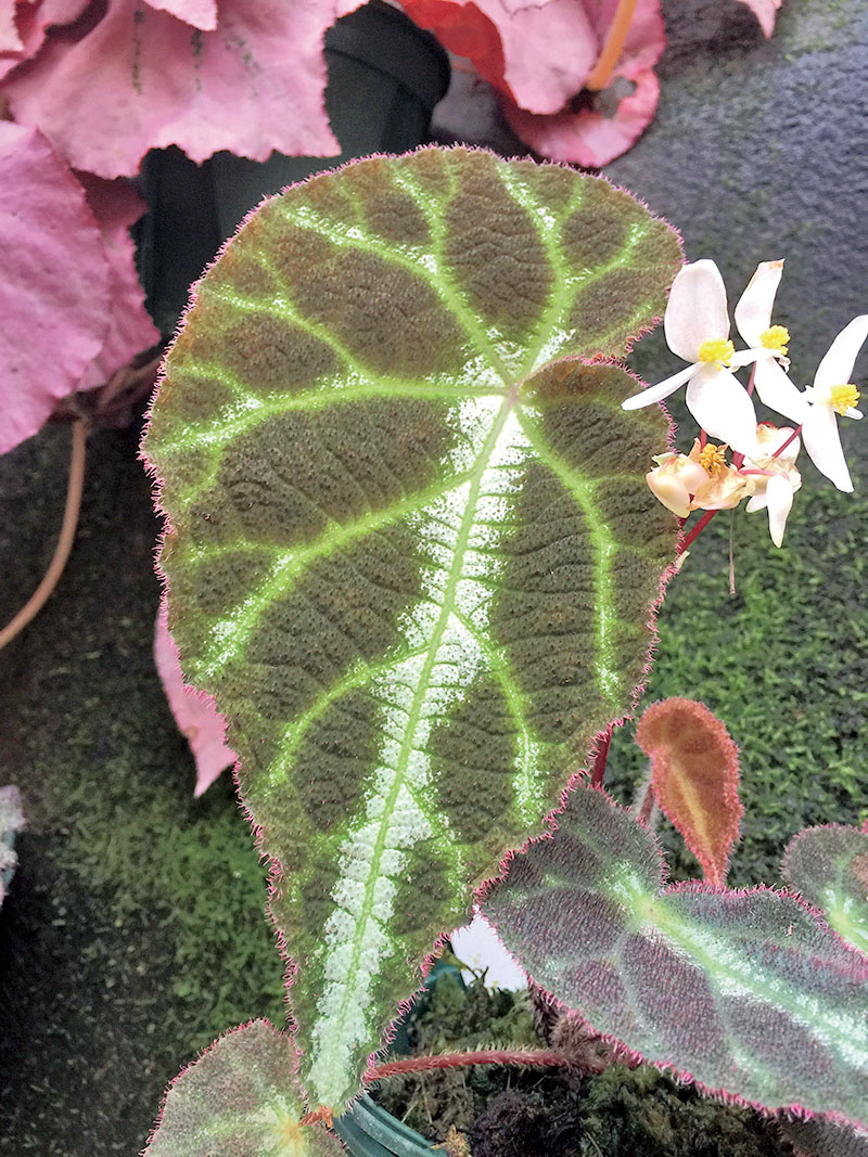 目前有多少种物种受到灭绝的威胁,物种受到威胁停滞繁衍