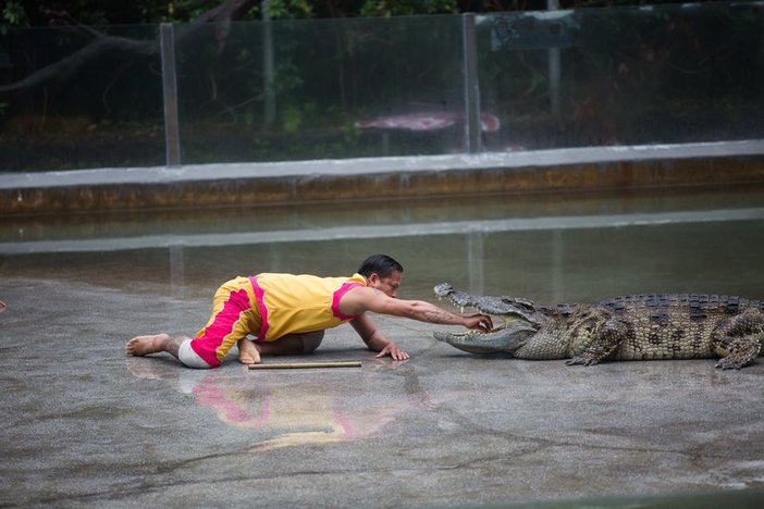 长隆飞鸟乐园湿地精灵,长隆飞鸟公园一日游攻略