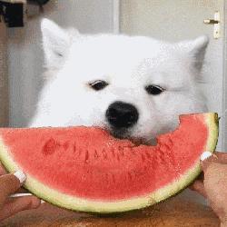 狗狗最不能吃的三种水果,狗狗哪些水果是不能吃的