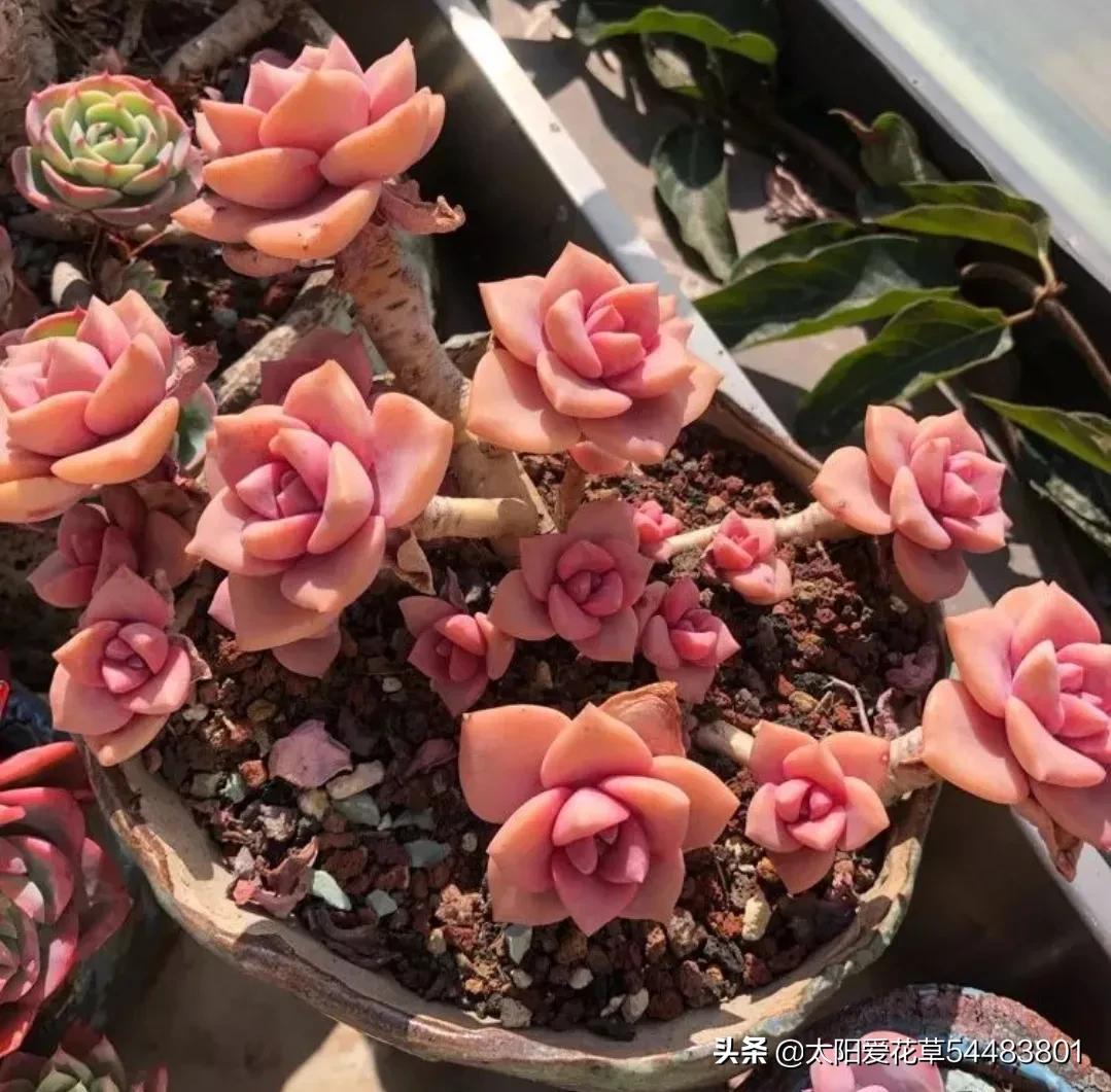 多肉彩虹糖怎么养,多肉彩虹糖打理方法