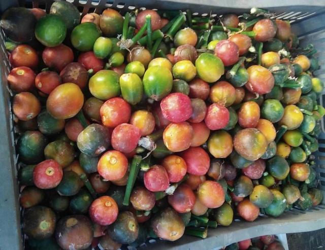 君子兰的繁殖方法怎么栽,君子兰如何繁殖才能长得更高