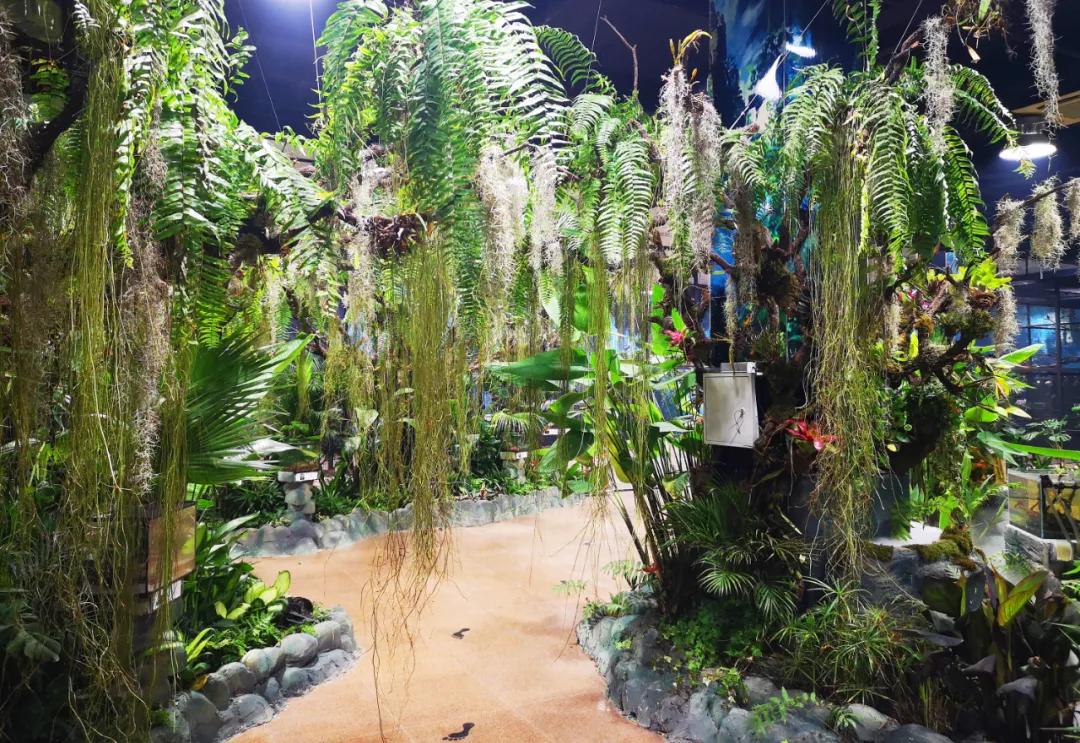 免费！森林物语•虫现江湖，“热带雨林”空降济南！