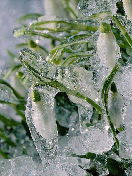 保证你没见过的新奇特植物 (令人大开眼界的植物世界)