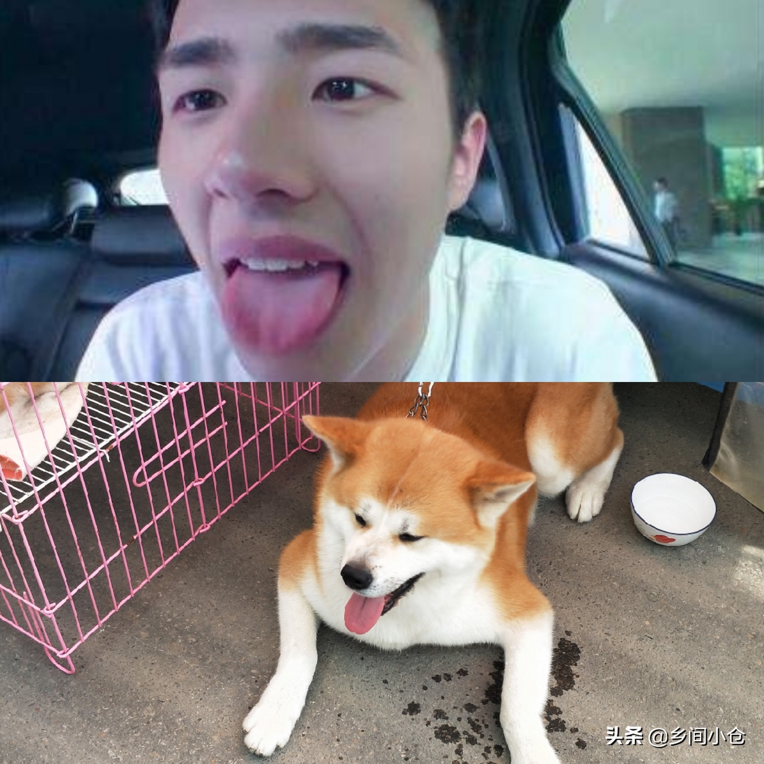 小妹子逛狗市遇到没见过的品种,大型狗市都有什么品种