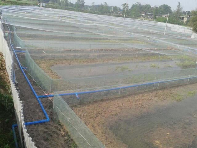 青蛙养殖技术指导利润,青蛙的养殖技术视频直播