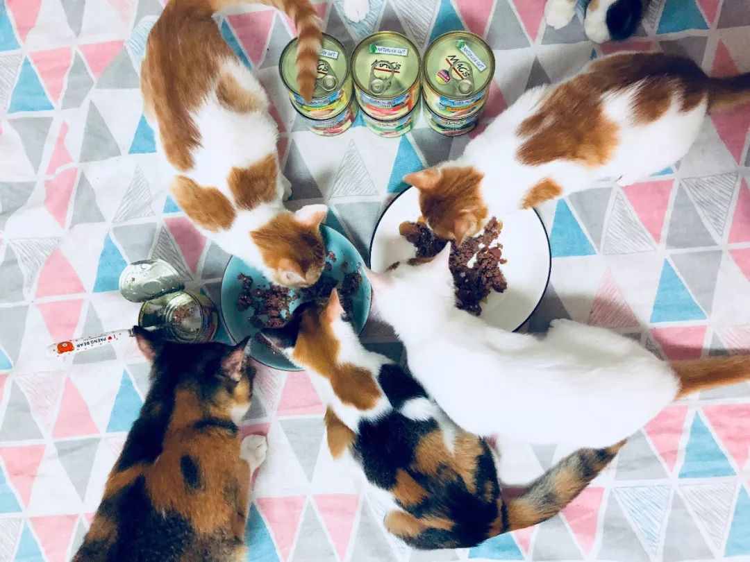 德国进口猫咪罐头,德国小李子猫咪主食罐头测评