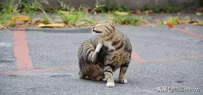 猫喜欢被挠脸是什么意思,猫喜欢被挠下巴闭着眼睛